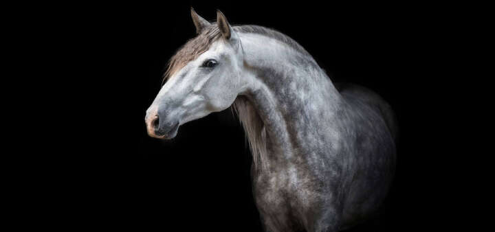 EQ Unsere Marken Equinova Banner